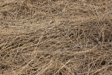 the nature of the Moscow region in the first days after winter