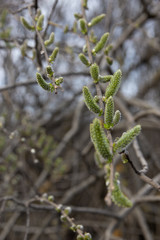 the nature of the Moscow region in the first days after winter