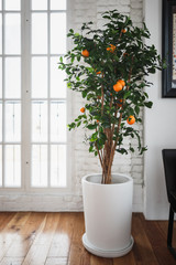 Orange tree with fruits in a white tub in a bright loft-style living room.