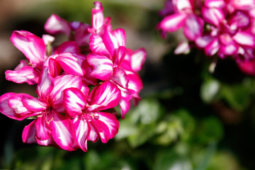 pink geranium in bloom in spring