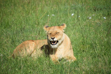 Leona en el Masai Mara