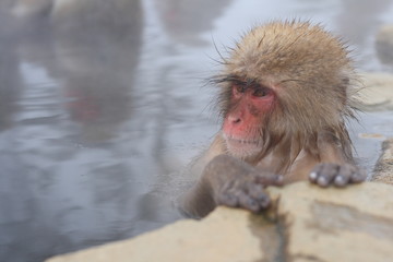 Obraz premium 温泉に入っているニホンザル