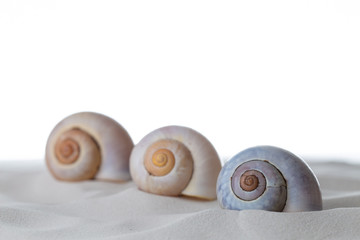 Fototapeta na wymiar Drei Muscheln auf weissem Sand vor einem weissen Hintergrund
