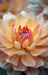 Closeup of a pastel colored dahlia flower 