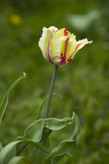 Tulpe, grün; gelb; rot