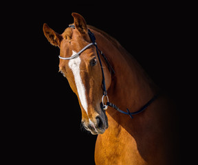 A red stallion posing for a portrait on a black background