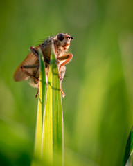 Fliege in der Morgensonne