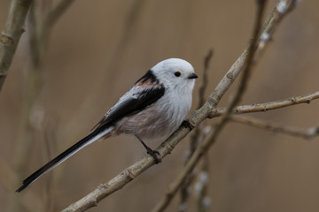 long-tailed tit Aegithalos caudatus