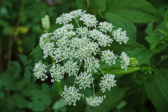 Angelica Archangel Flower 高山植物 シシウドの花 Stock Photo Adobe Stock