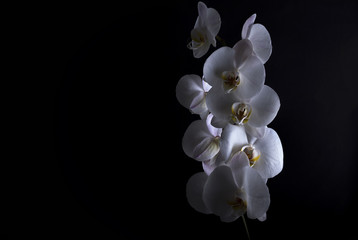 White orchid on black background