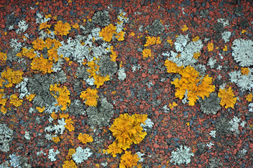 The lichen which grows on a roof creates bright and unique abstarktny patterns