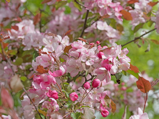 Blühender Zierapfel, Malus