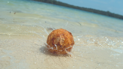 CLOSE UP: Brown coconut falls into shallow ocean water approaching sandy beach
