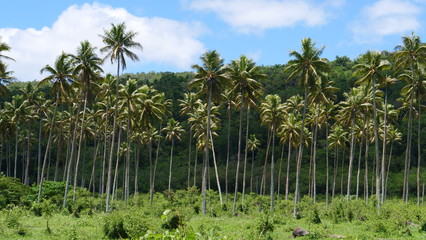 Obraz premium Large palm tree plantation serving as a gateway to dense tropical rainforest.