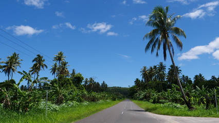 Fototapeta na wymiar Lonely concrete road leading past large palm tree plantation on remote island.