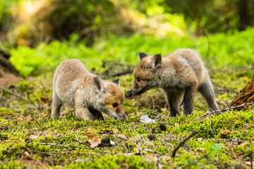 Red fox in the woods(Vulpes vulpes)