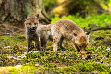 Red fox in the woods(Vulpes vulpes)