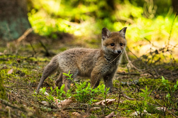 Red fox in the woods(Vulpes vulpes)