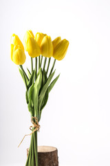 Yellow tulips on white background