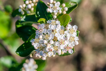 Black chokeberry flower. Closeup.