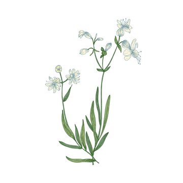 Beautiful botanical drawing of Silene vulgaris or bladder campion flowers and leaves isolated on white background. Gorgeous edible flowering plant. Elegant vector illustration in vintage style.