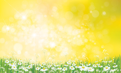 Vector nature  background, daisy  flowers field.