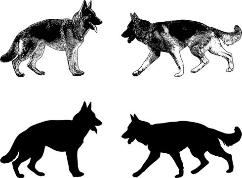german shepherd dog silhouette and sketch - vector