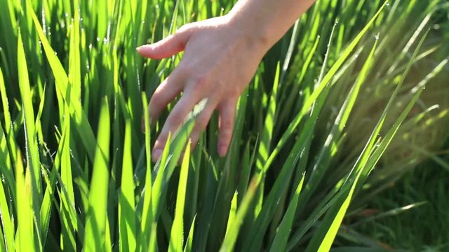 Hand woman touch in green rice field background, agriculture rural scene near village Ubud, island Bali, Indonesia. Close up