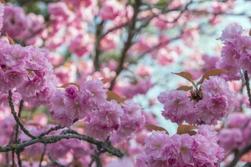 Crédence de cuisine en verre imprimé Fleur de cerisier lush sakura  blossoms, delicate pink flowers in the garden.  
