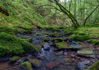 Der Monbach im Nordschwarzwald