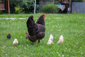 chickens on the grass with female chicken