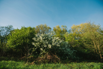 white lilac blooms in the forest. springtime. bue sky.