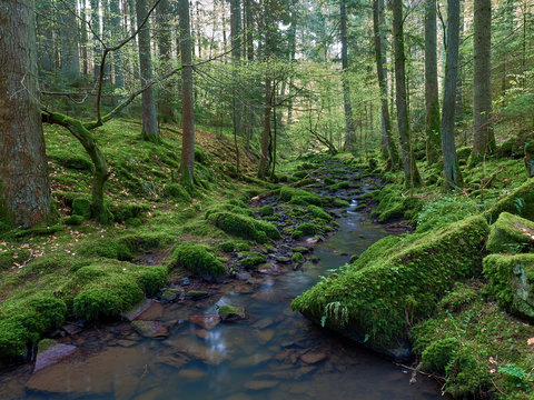 Der Monbach im Nordschwarzwald