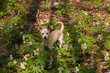 Obraz premium Portrait of sweet white dog in the forest