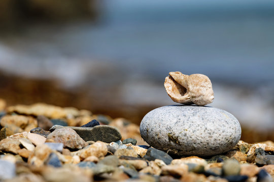 Seashell on the beach