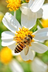 Little bee hang on the white flower