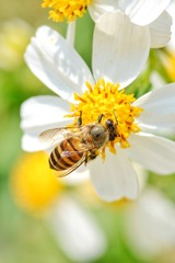 Little bee hang on the white flower