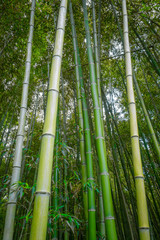 Fototapeta premium Arashiyama bamboo forest, Kyoto, Japan