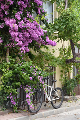 Fototapeta na wymiar Pink Purple Bougainvillea Flowers Bicycle on the Street with Flowers