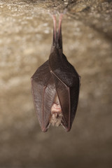 Fototapeta na wymiar Close up small sleeping horseshoe bat covered by wings, hanging upside down on top of cold natural rock cave while hibernating. Creative wildlife photography. Creatively illuminated blurry background.