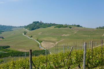 Landscape with vineyards from Langhe,Italian agriculture