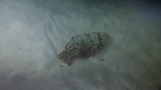 Pharaoh Cuttlefish swim over sandy bottom in the night - Indian Ocean, Maldives
