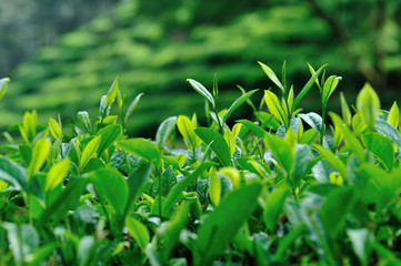 Growing green tea plants in spring mountains