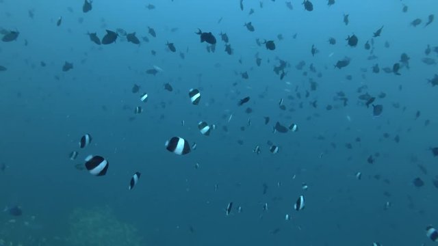 School of school of Red-toothed triggerfish - Odonus niger and school of Black Pyramid Butterflyfish - Hemitaurichthys zoster swims in the blue water
