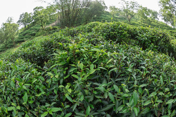 Fototapeta na wymiar Green tea trees in spring