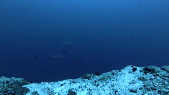 Group of Grey reef sharks - Carcharhinus amblyrhynchos swims in the blue ocean

