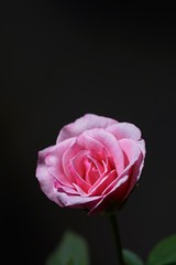 Fototapeta premium Beautiful pink rose in black background
