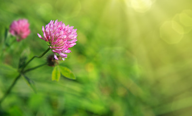 Clover flowers background.