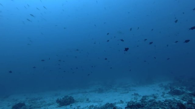 School of Red-toothed triggerfish - Odonus niger swims in the blue water, Indian Ocean, Maldives
