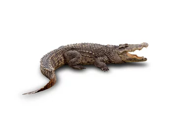 Photo sur Aluminium Crocodile asian crocodile isolated on white background